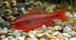 Cherry Barb fish